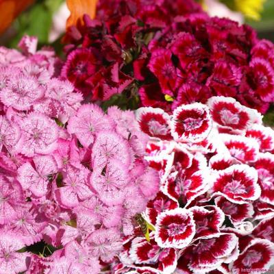 Hoa cẩm chướng có ý nghĩa gì và ý nghĩa hoa cẩm chướng đỏ
