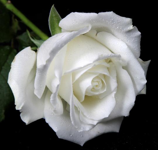 Hoa Hồng trắng