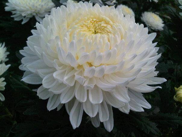 Hoa Cúc Trắng được ưa chuộng trong các vòng hoa chia buồn Hàn Quốc