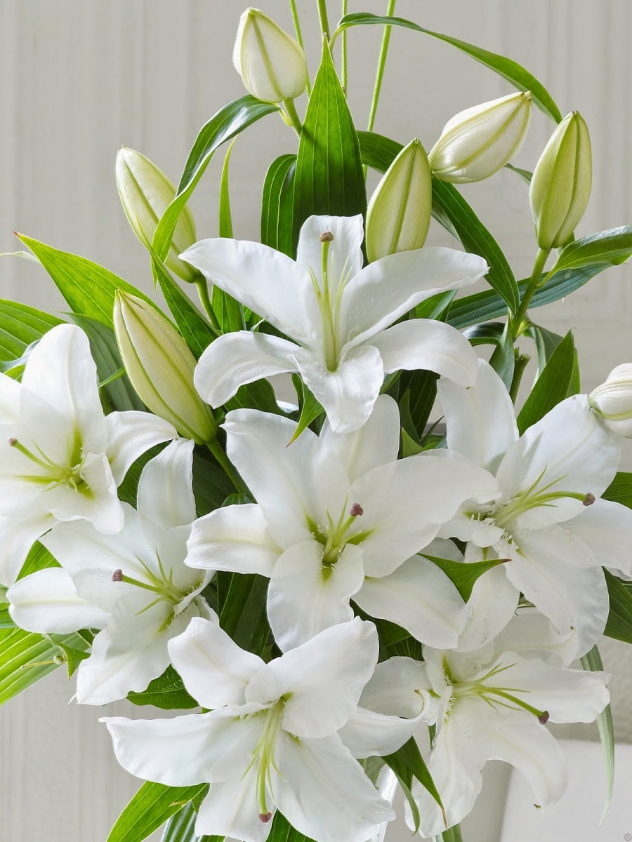 Lily trắng - Sự bình yên