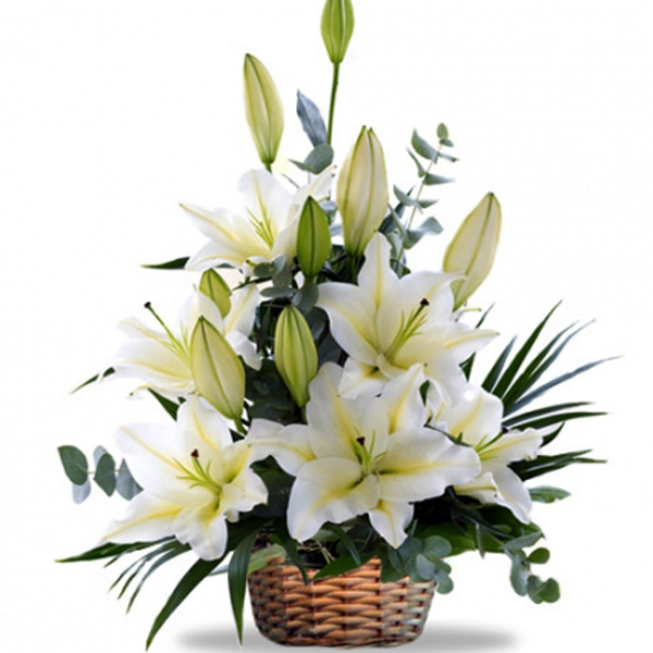 Hoa Ly trắng tinh khiết ngày nhà giáo Việt Nam.