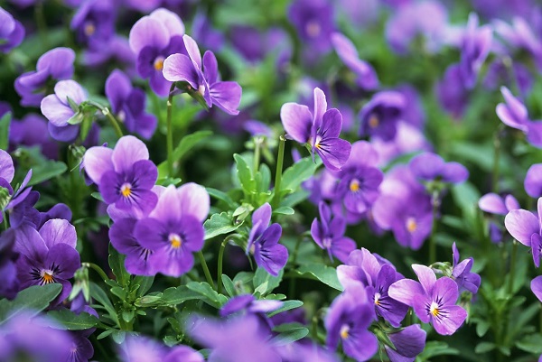 Hoa Violet tím tuyệt đẹp