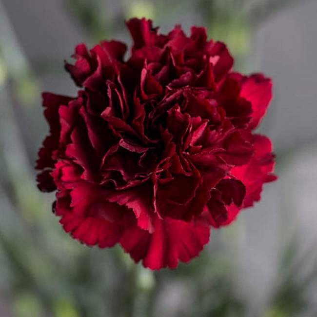 Hoa cẩm chướng đỏ đậm mang một ý nghĩa rất buồn trong tình yêu