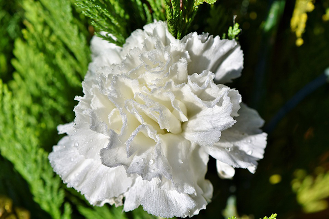 Hoa cẩm chướng trắng mang ý nghia của tình yêu trong sáng, thơ ngây
