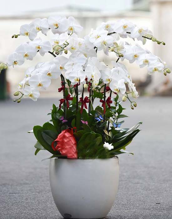 Chậu hoa lan hồ điệp trắng vẻ đẹp sang trọng tại quận Tân Phú tphcm