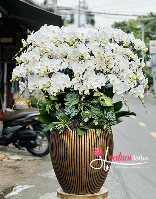 Hoa lan hồ điệp cao cấp tại Hoa tươi quận 2