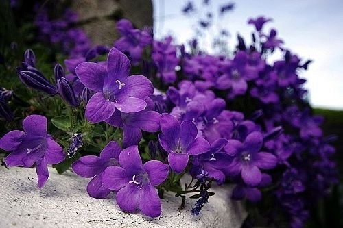 Ho violet tím tươi xinh