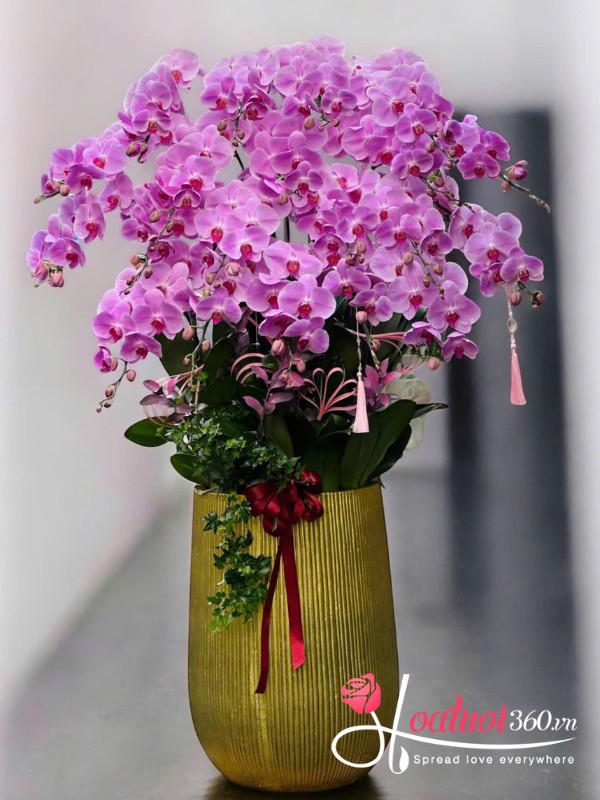 Chậu lan hồ điệp hồng dáng cao - Dáng ngọc kiêu sa