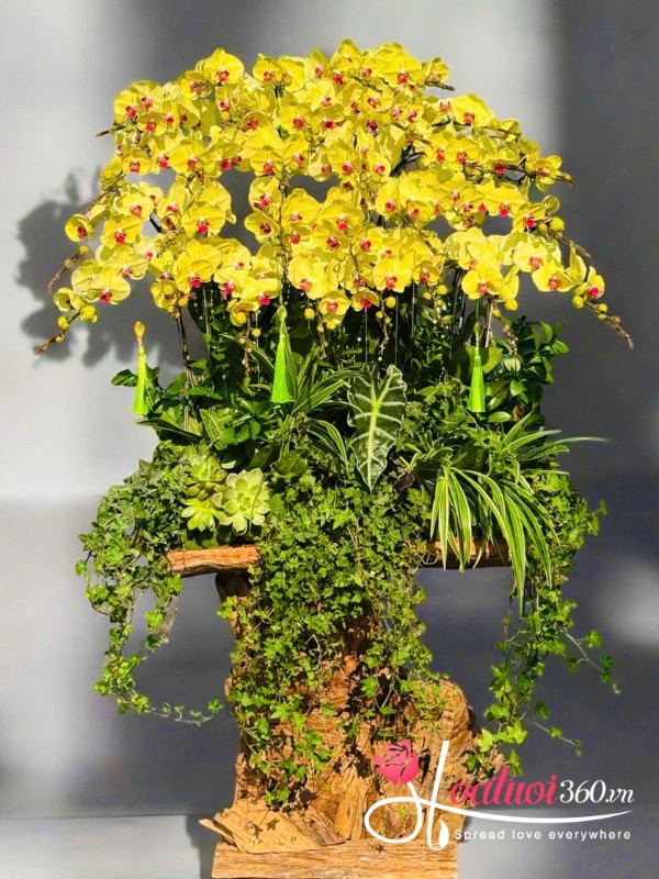 Lan hồ điệp tết ghép lũa - Đón nắng