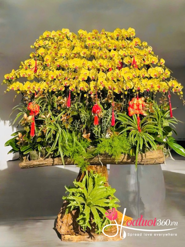 Lan hồ điệp tết ghép lũa - Giai điệu mùa xuân