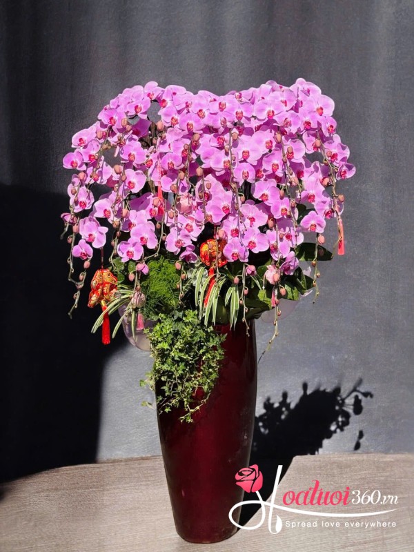 Chậu lan hồ điệp tết dáng cao - Phú quý nghênh tân