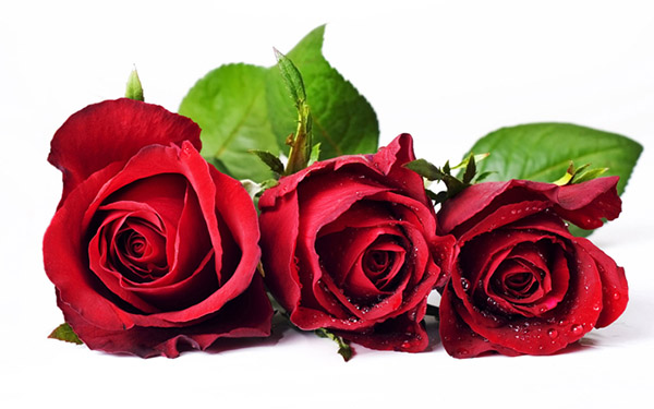 Ý nghĩa 11 hoa hồng vô cùng hay bạn đã biết chưa?