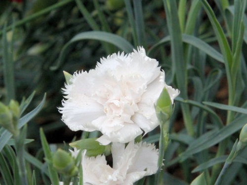 Hoa cẩm chướng trắng khởi đầu mới may mắn thành công hơn
