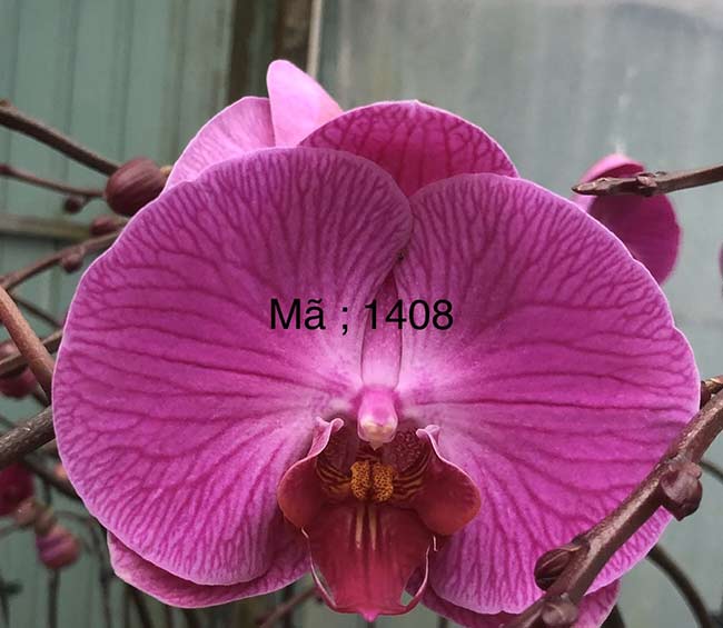Hoa lan hồ điệp tết màu tím phổ biến 2020