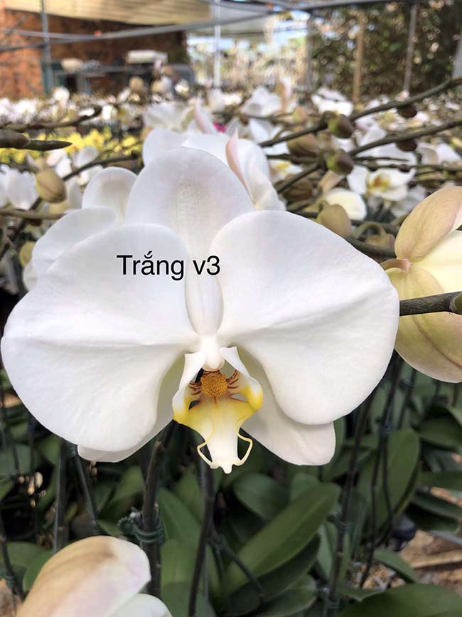 Hoa lan hồ điệp tết 2020 màu trắng