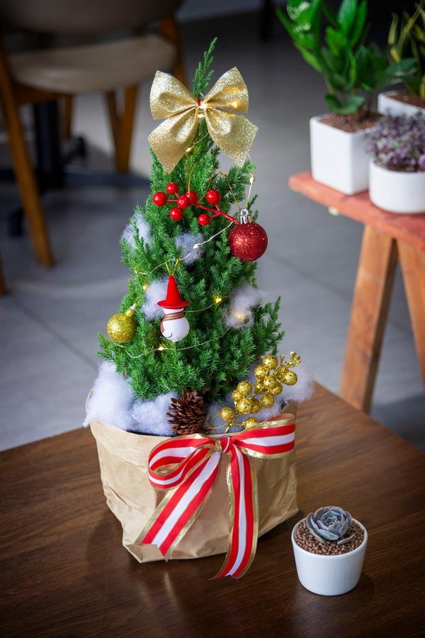 cây tùng Noel là hai loại cây được yêu thích mùa giáng sinh