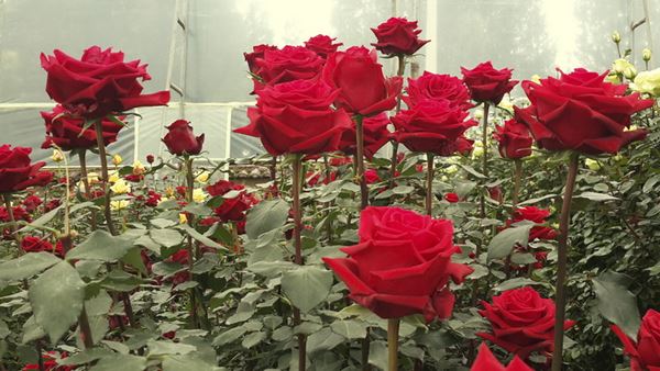 Nguồn gốc xuất xứ của hoa hồng ecuador