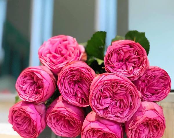 Hoa hồng Ecuador Pink Piano