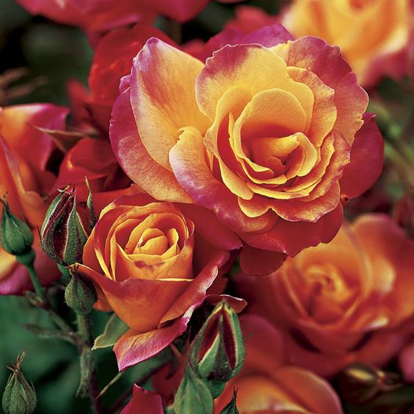 Hoa hồng Ecuador Splash Orange