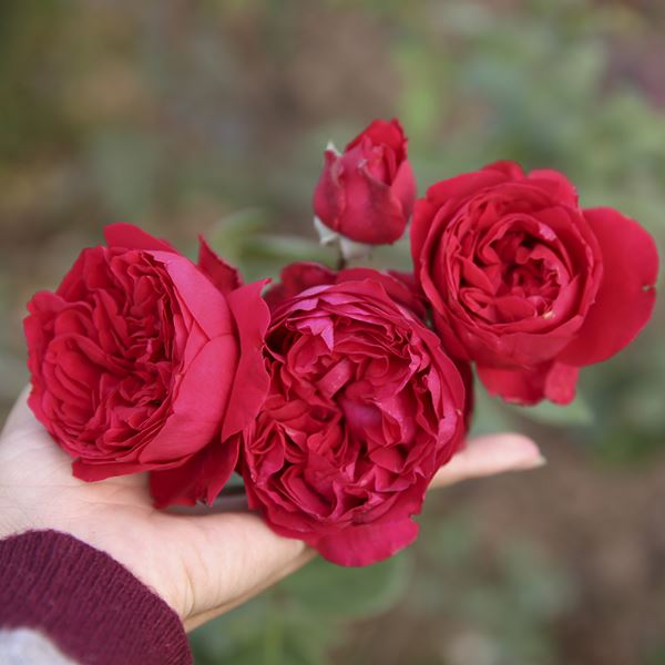 Hoa hồng Red Eden là giống thân bụi cao