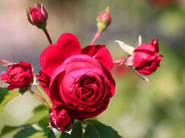 Cách trồng hoa hồng Red Eden