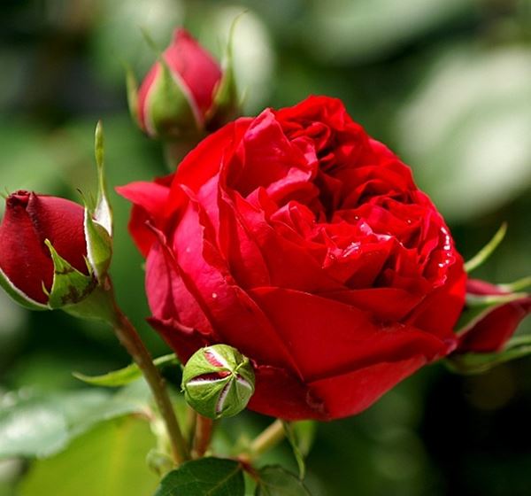 Hoa hồng Red Eden là một giống hoa hồng thân leo, có nguồn gốc từ Pháp