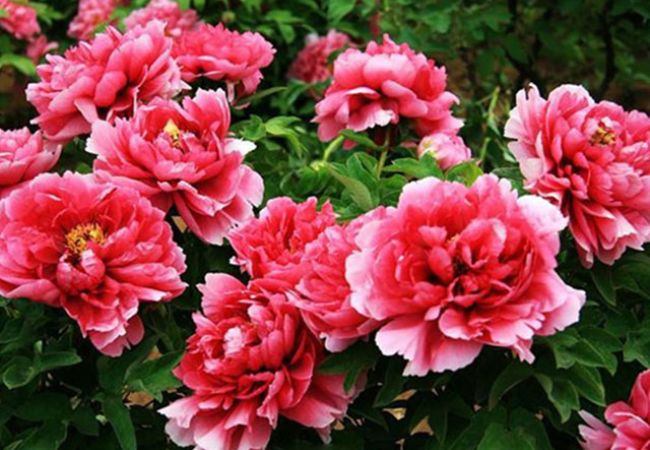 Hoa mẫu đơn màu hồng đậm