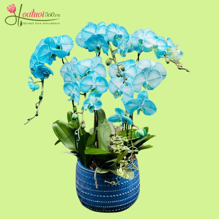 Ảnh lan hồ điệp màu xanh ngọc bích hiếm tại điểm bán lan hồ điệp TPHCM
