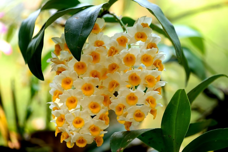 Lan rừng thủy tiên cam