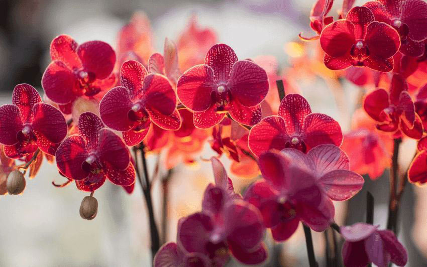 Lan rừng Red Barry quý hiếm
