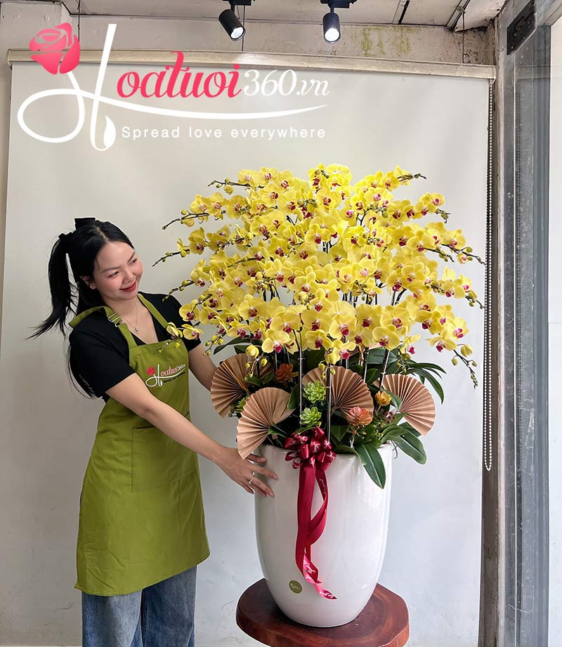 Cách chăm sóc lan hồ điệp vàng