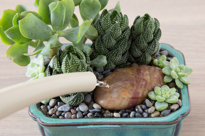Cách tưới nước cho cây sen đá