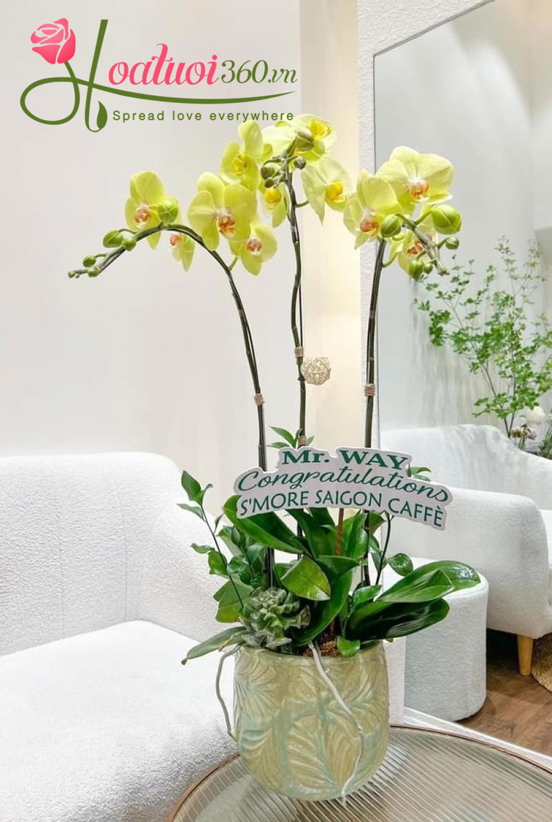 Chậu lan hồ điệp 3 cành vẻ đẹp tinh tế sang trọng