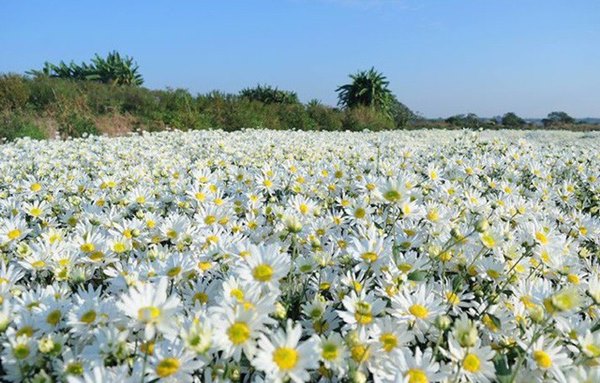 Cúc họa mi là loài hoa với cánh hoa trắng tinh khôi 