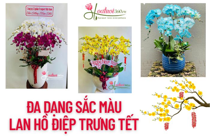 Đa dạng sắc màu lan hồ điệp trưng tết đẹp nhất quận 3