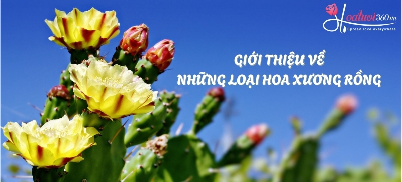 Đặc điểm chung của những loài hoa xương rồng 