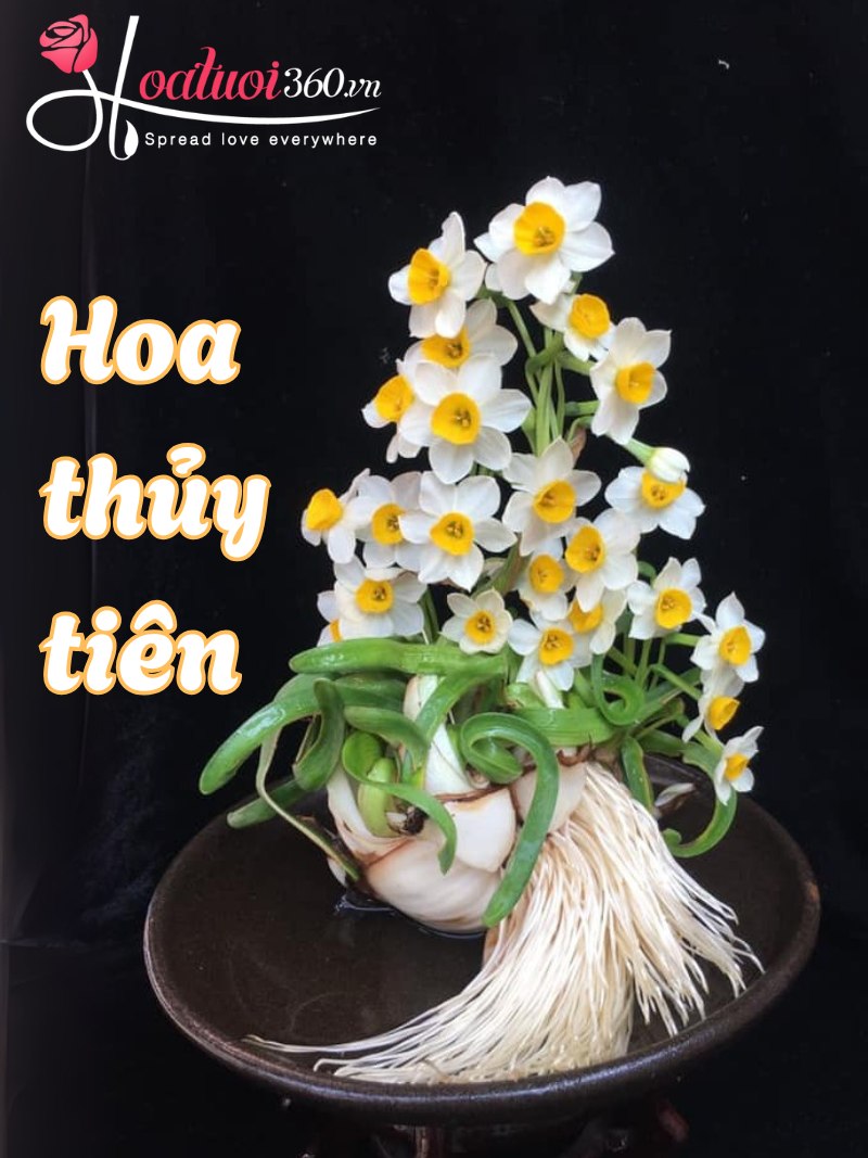 Đặc điểm hoa thủy tiên 