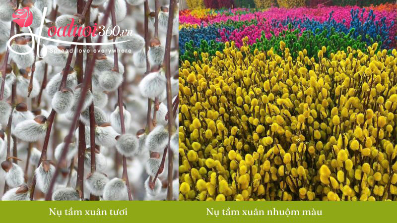 Nụ tầm xuân là thật hay giả