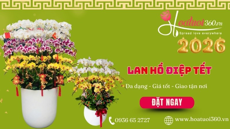 Shop bán lan hồ điệp Tết uy tín