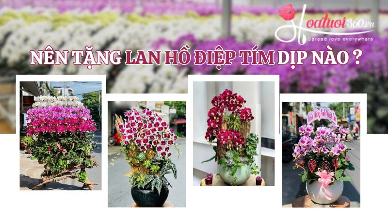 Hình ảnh giò lan hồ điệp tím