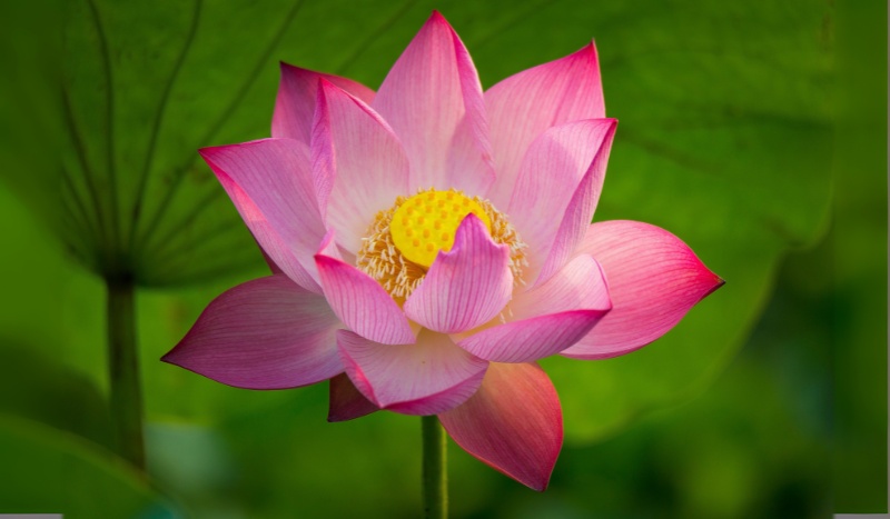 Hình ảnh hoa sen hồng chất lượng cao