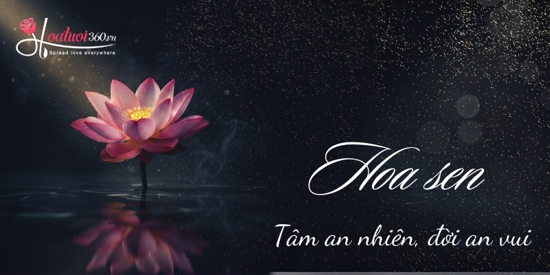 Bức ảnh hoa sen hồng được chụp nghệ thuật