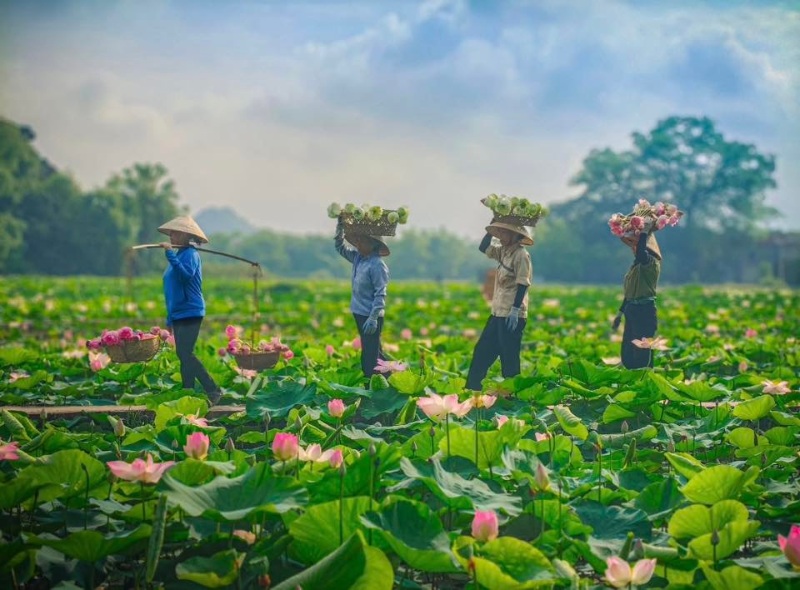 Ảnh hoa sen kết hợp phong cảnh