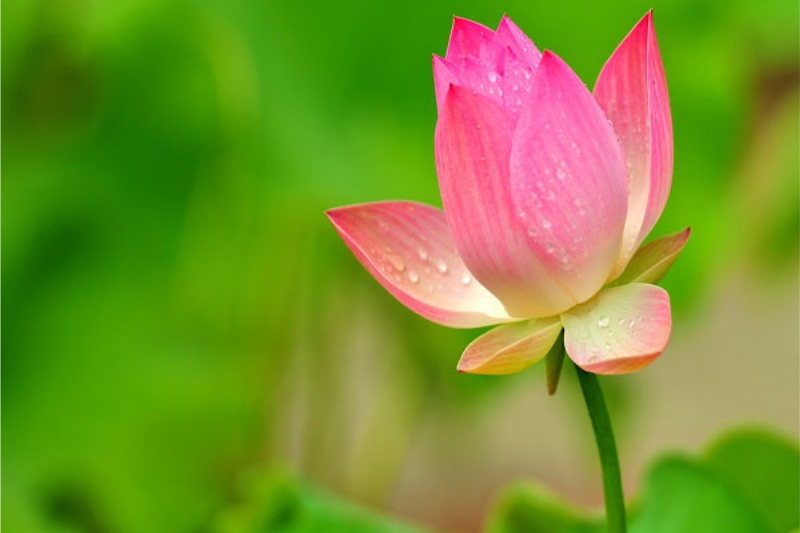 Hình ảnh hoa sen hồng