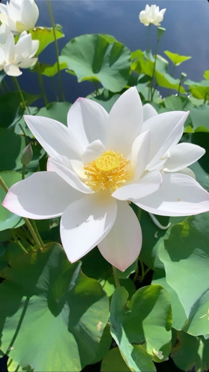 Hình ảnh hoa sen trắng