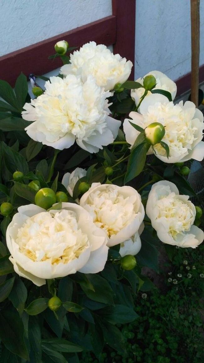 Hình nền hoa mẫu đơn trắng phong thủy đẹp