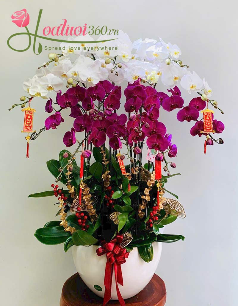 Chậu lan hồ điệp tết 2 màu Trắng Tím