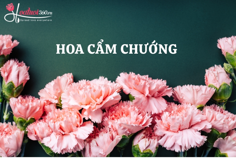 Cẩm chướng lựa chọn hoàn hảo tặng giáo viên