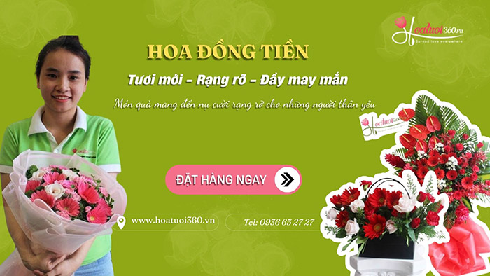 Giới thiệu về hoa đồng tiền