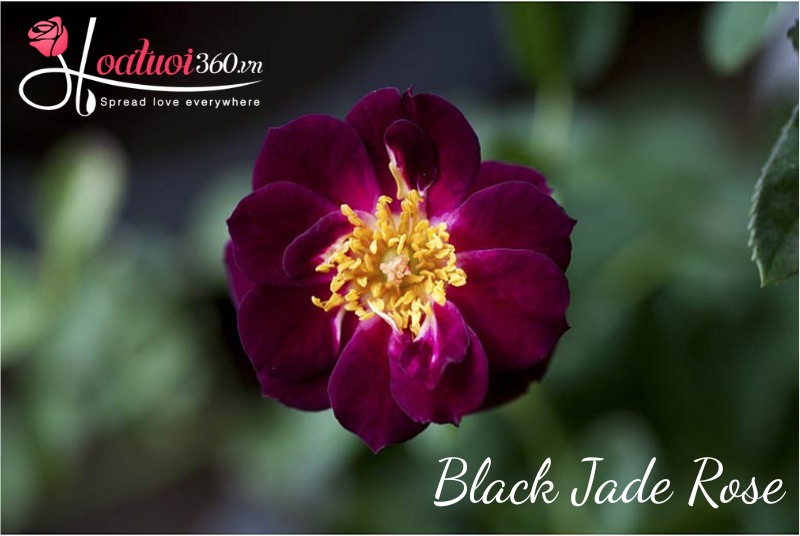 Hoa hồng đen Black Jade 